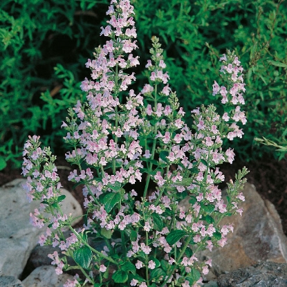 Picture of Herb Lesser Calamint (Calamintha Nepeta)
